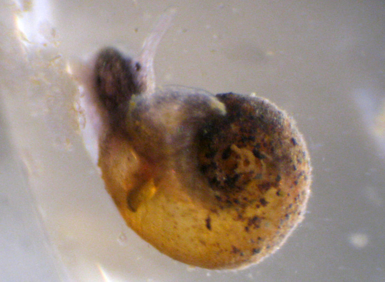 Planorbidae? Anisus sp?